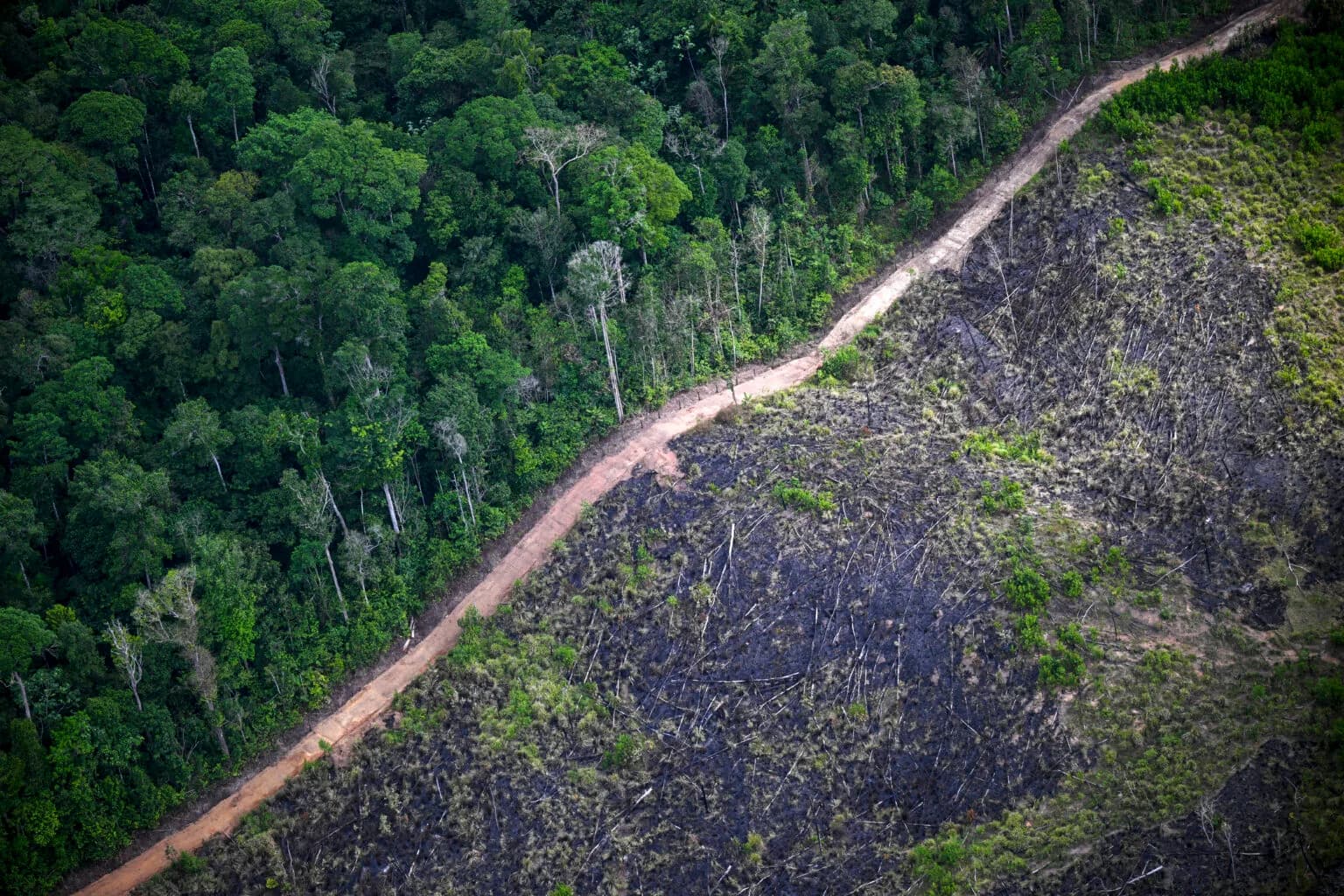 Vista aérea da Floresta Amazônica iluminada pelo sol, destacando a densidade e o verde intenso da copa das árvores preservadas.