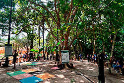 Centro Educacional Sesc de Castanhal Visitando o Parque Natural imagem 11