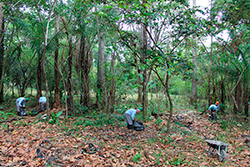 Limpeza do Parque Natural imagem 16