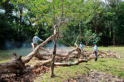 Limpeza do Parque Natural imagem 24