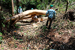 Limpeza do Parque Natural imagem 5